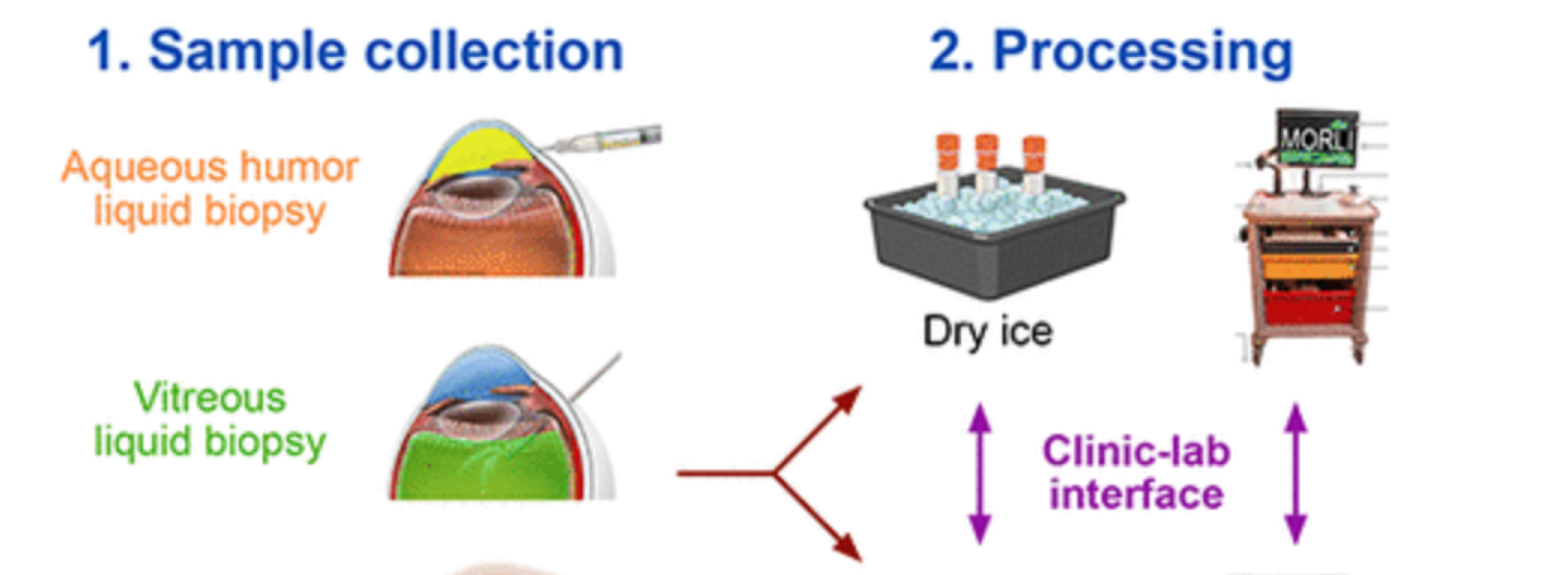 Sample collection for liquid biopsies.